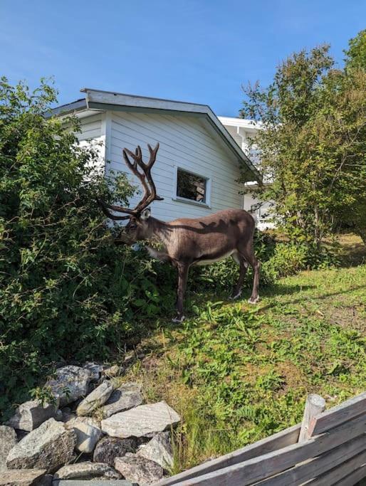 Koselig Leilighet Naer Bussholdeplass Og Natur. Tromsø Dış mekan fotoğraf